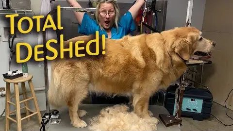 Go Groomer for The Farmer’s Dog, 313,342 views