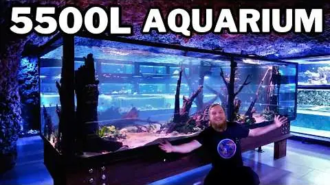 Fish Shop Matt for NTLabs, 389,653 views