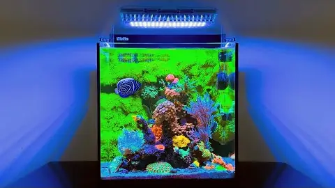 Danny's Aquariums for Reef Casa, 346,862 views
